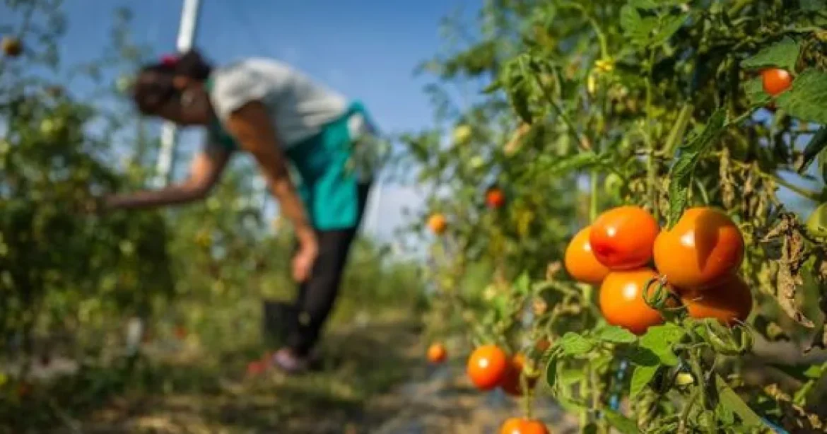 Mi Hazánk Novák Katalint hallgatná meg a kegyelmi ügyről, Magyar Péter kiakadt